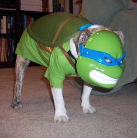 para cachorro as mais engraçadas